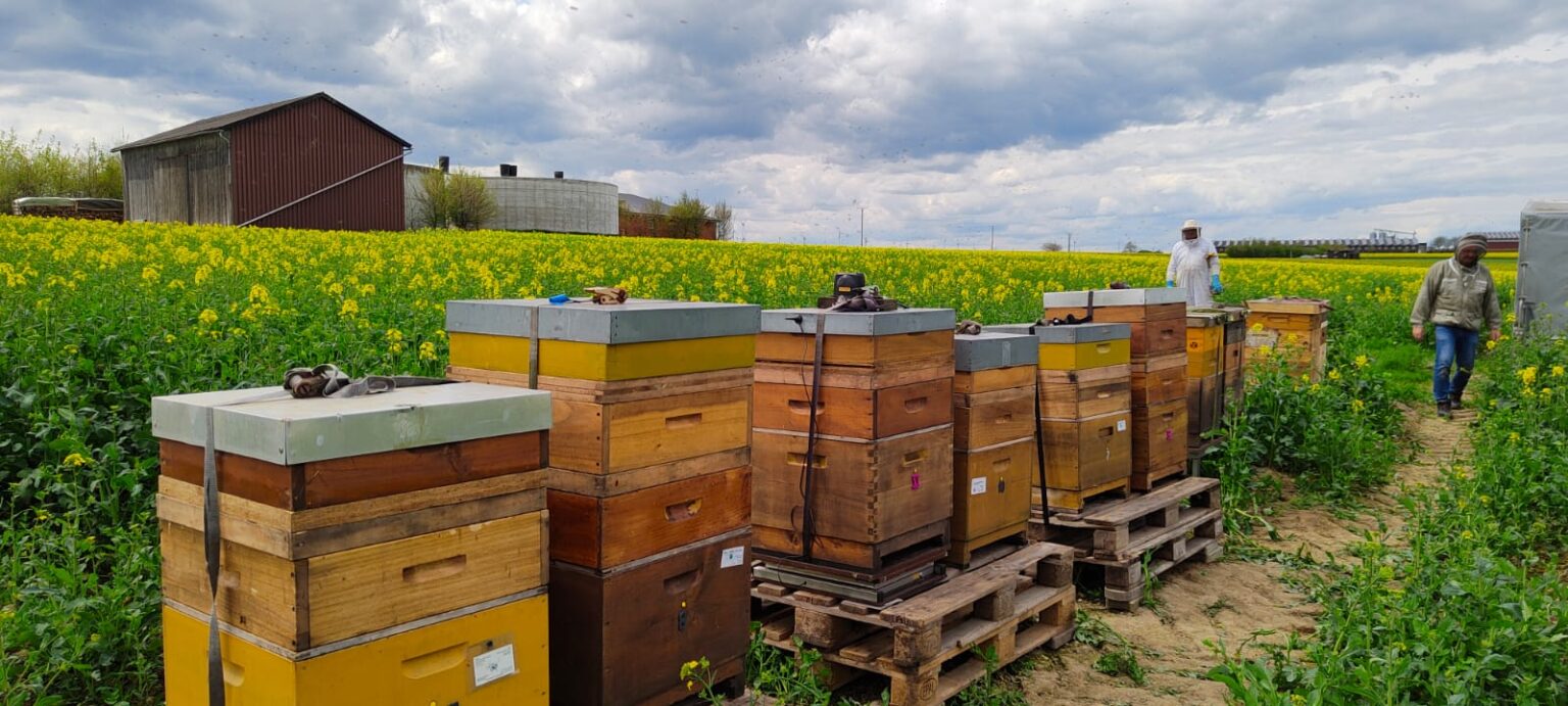 Imkerei Pottbienen aus dem Ruhrgebiet - Bienenstock auf Blumenfeld
