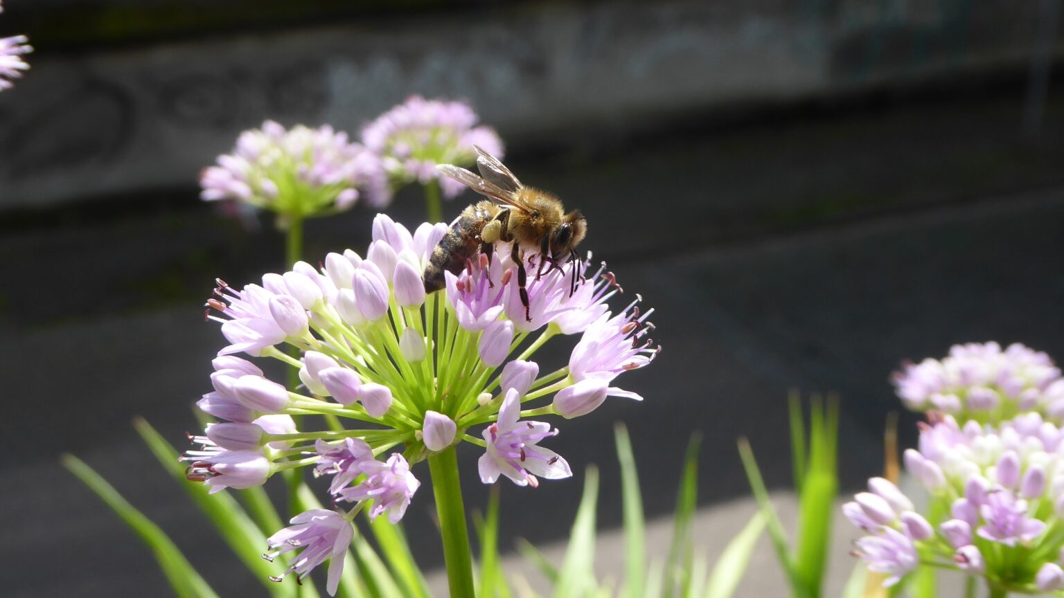 Imkerei Pottbienen aus dem Ruhrgebiet - Biene auf einer Blume