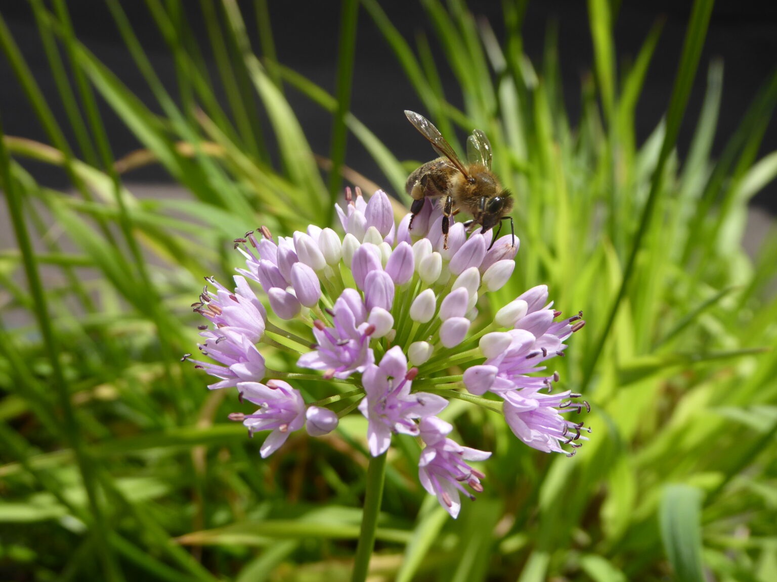 Imkerei Pottbienen aus dem Ruhrgebiet - Biene auf einer Blume