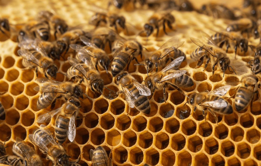 Imkerei Pottbienen Castrop Rauxel – Honigwabe mit Bienen Imkerei Pottbienen Castrop Rauxel - Honigwabe mit Bienen