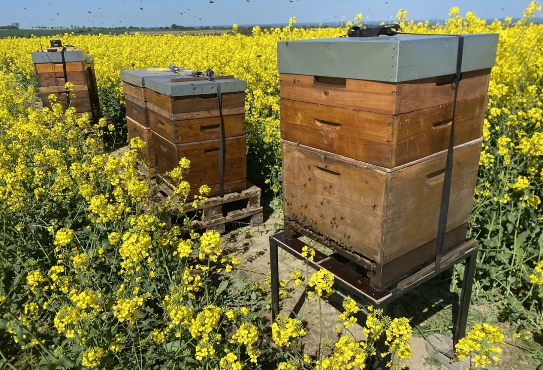 Imkerei Pottbienen Castrop Rauxel – Bienenstock auf Blumenfeld Imkerei Pottbienen aus dem Ruhrgebiet - Bienenstock auf Blumenfeld