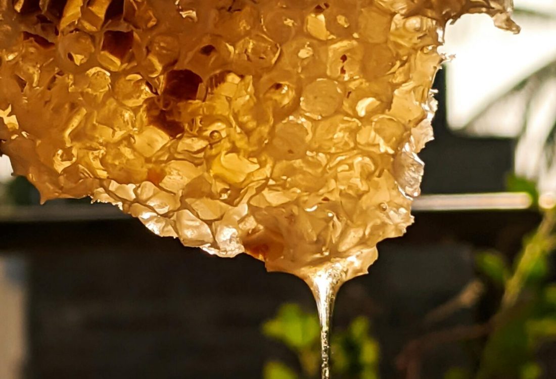 Imkerei Pottbienen Castrop Rauxel – Honigwabe Imkerei Pottbienen Castrop Rauxel - Honigwabe