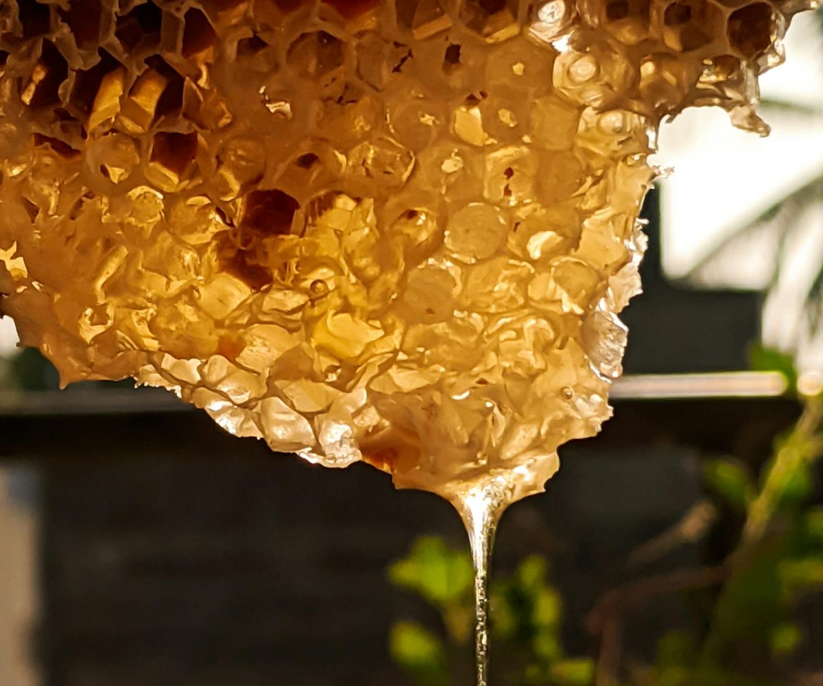 Imkerei Pottbienen Castrop Rauxel - Honigwabe